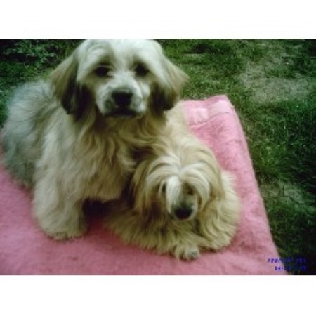 All Breeds rescue in West Sussex