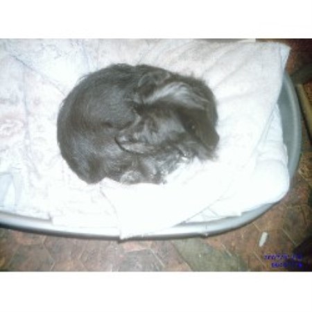 All Breeds shelter in Brighton
