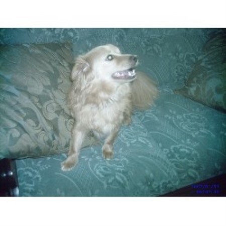 All Breeds rescue in Brighton