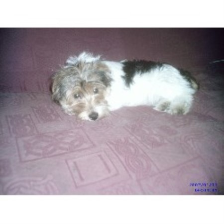 -- rescue in Brighton, West Sussex