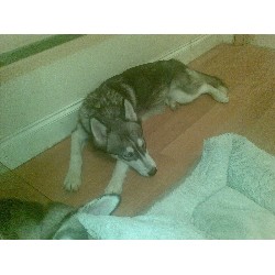 Siberian Husky Stud in South Yorkshire