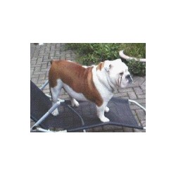 English Bulldog Stud in West Yorkshire