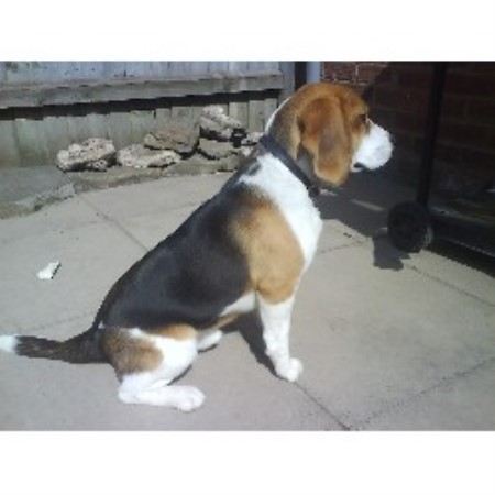 Beagle Stud in West Midlands