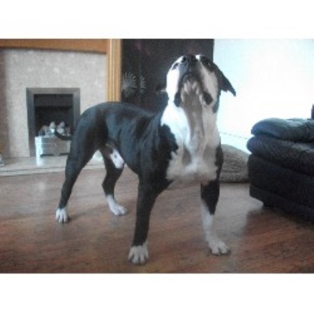 American Bulldog Stud in West Yorkshire