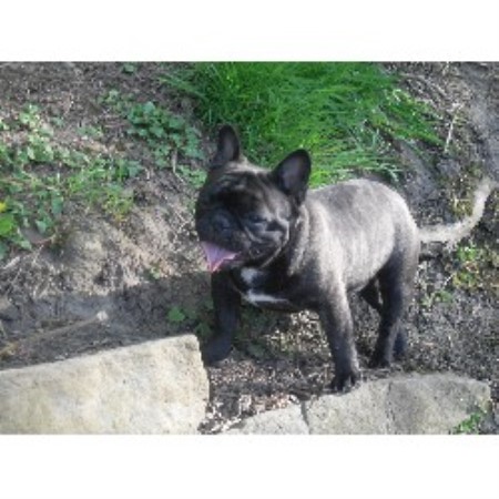 French Bulldog Stud in Lancashire