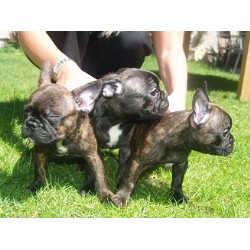 French Bulldog Breeder in Wirral, Merseyside