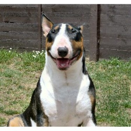Bull Terrier Stud in West Glamorgan