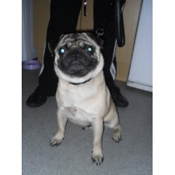 Pug Stud in Kent