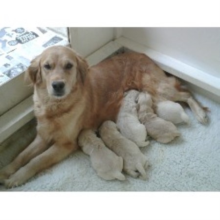Golden Retriever Breeder in Nr Blackwood, Gwent