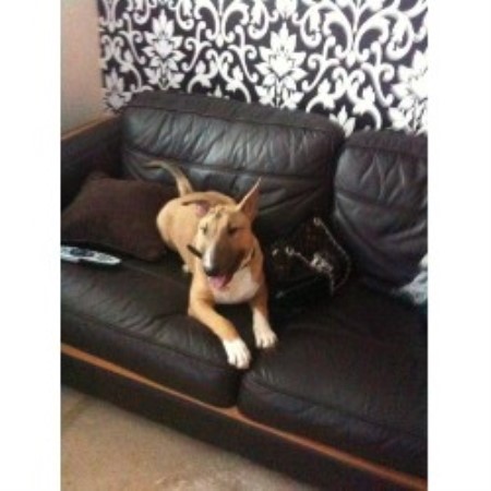Bull Terrier Breeder in Waltham Cross , Hertfordshire
