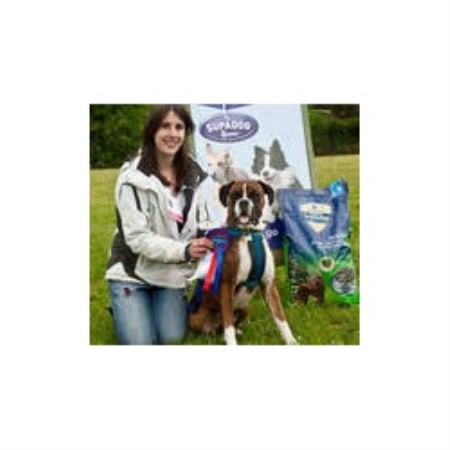 Oscar A Winner Rescue Dog