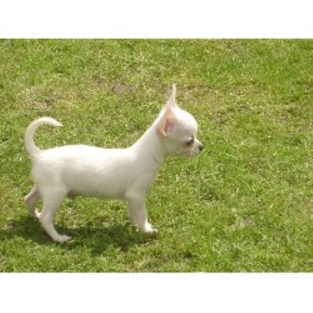Chihuahua Breeder in Jarrow, Tyne and Wear