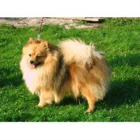 German Spitz Breeder in Whitchurch, Shropshire