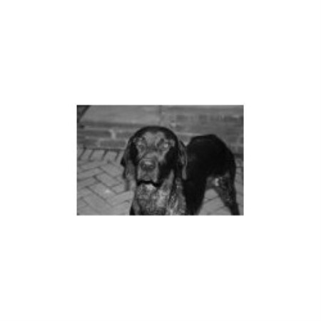 German Shorthaired Pointer Stud in South Yorkshire