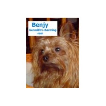 Yorkshire Terrier Breeder in Manchester, Lancashire