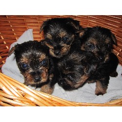 Yorkshire Terrier Breeder in Manchester, Lancashire