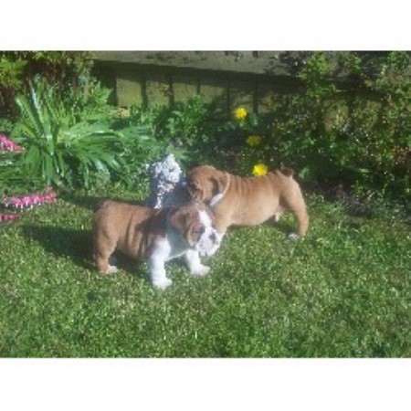 English Bulldog Breeder in Dunstable, Bedfordshire