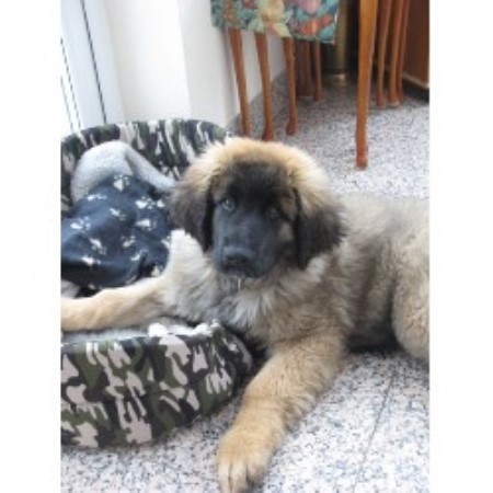 leonberger puppies mn shanlous leonberger breeder in ipswich suffolk listing id 16209 leonberger puppies mn shanlous leonberger breeder in ipswich suffolk listing id 16209