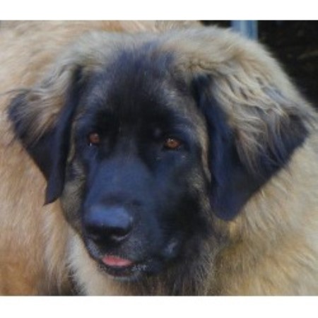 Leonberger Breeder in Suffolk