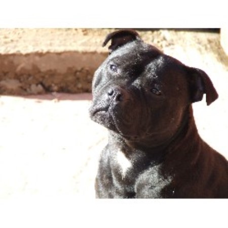 Staffordshire Bull Terrier Breeder in Doncaster, South Yorkshire