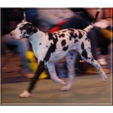 Great Dane Stud in Hertfordshire