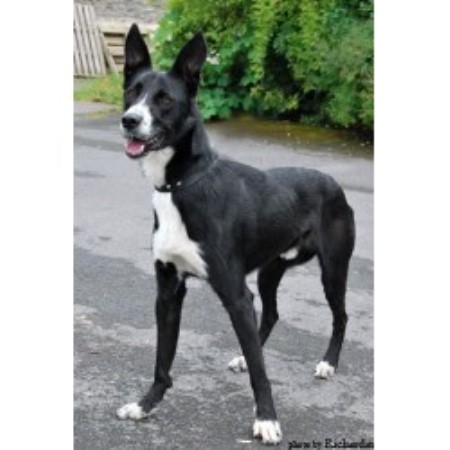 brooke collie cross