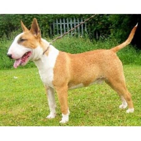 Bull Terrier Stud in West Yorkshire