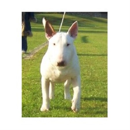 Bull Terrier Stud in West Yorkshire