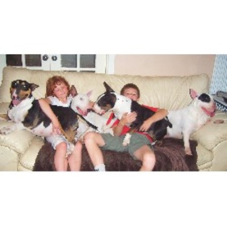Bull Terrier Breeder in Knottingley, West Yorkshire