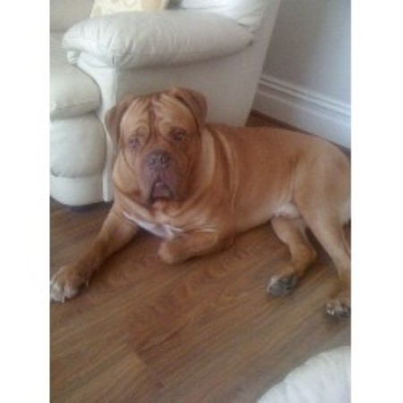 Dogue De Bordeaux Stud in Blackpool, Lancashire