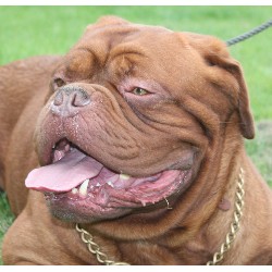Dogue De Bordeaux Stud in Cambridgeshire