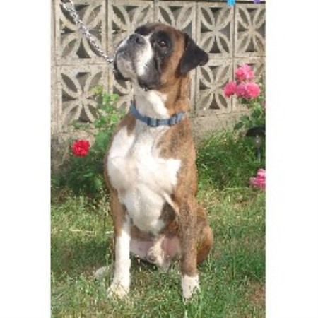 Boxer Stud in Newport, Gwent