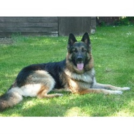 German Shepherd Dog Stud in Dumfries, Dumfriesshire