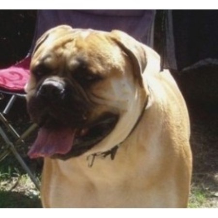 Bullmastiff Stud in South Glamorgan