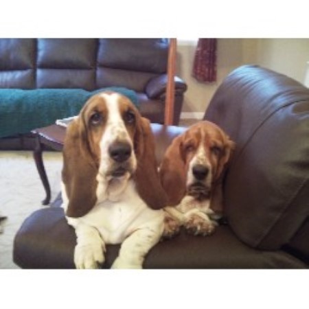 Basset Hound Breeder in Minehead, Somerset