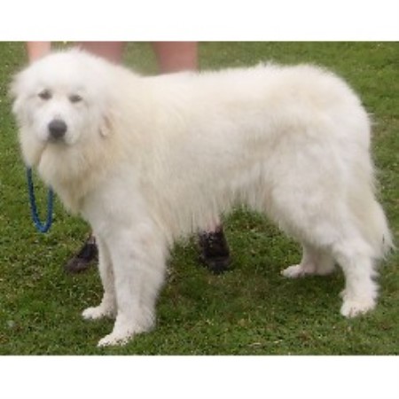 Great Pyrenees Breeder in Street, Somerset