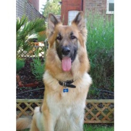 German Shepherd Dog Stud in Hadlow, Kent