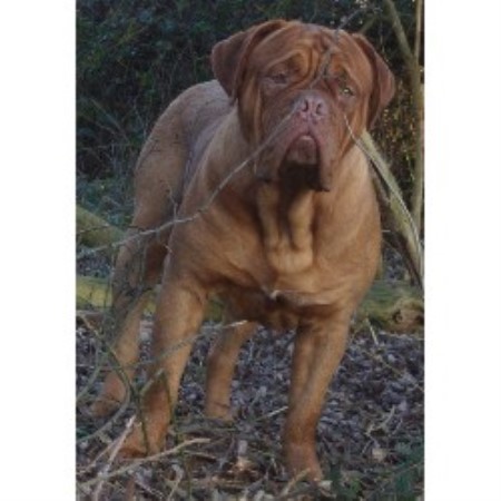 Dogue De Bordeaux Stud in Burton On Trent, Staffordshire