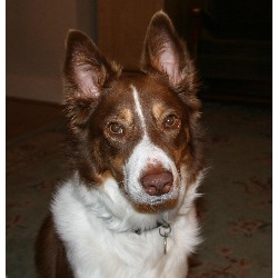 Border Collie Breeder in Nr Knutsford, Cheshire