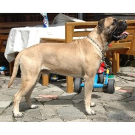 Bullmastiff Stud in Essex