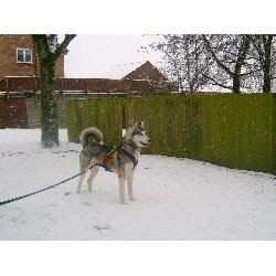Siberian Husky Stud in Lancashire