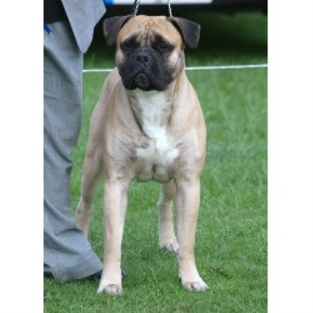Bullmastiff Breeder in Ilford, Essex