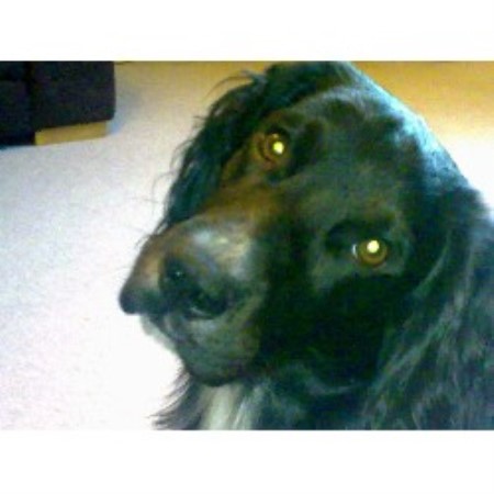 English Cocker Spaniel Stud in Nottinghamshire