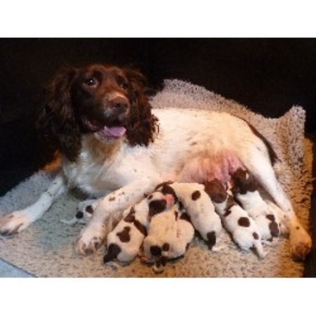 English Springer Spaniel Breeder in Hull, North Humberside