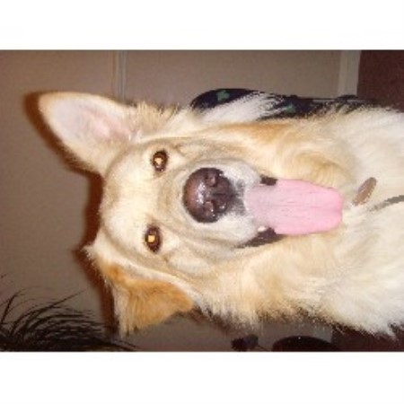 German Shepherd Dog Stud in Epping, Essex