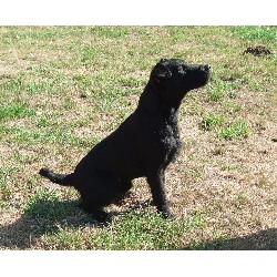 Patterdale Terrier Stud in Suffolk