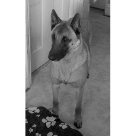 Malinois Stud in Isle Of Wight