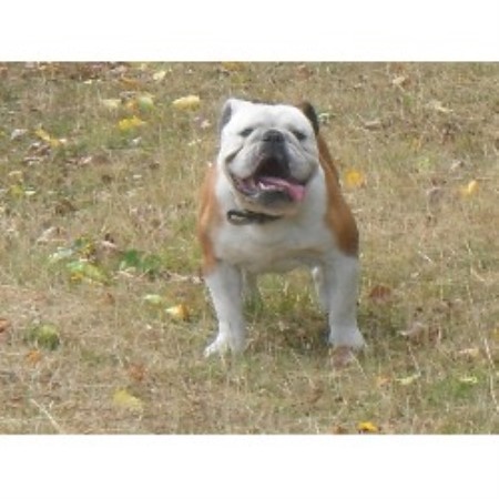 English Bulldog Stud in Hampshire