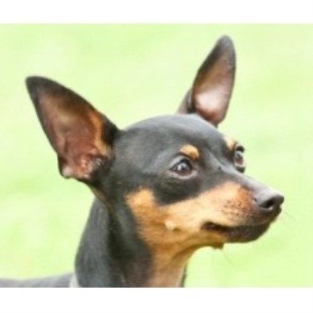 Miniature Pinscher Breeder in Durham, Durham
