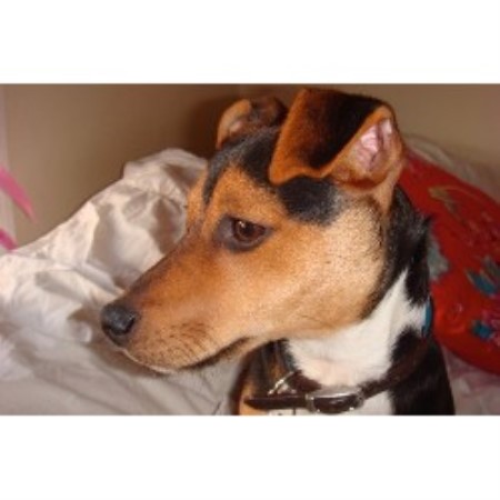 Jack Russell Terrier Stud in London